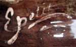 Signature du peintre: E. Petit