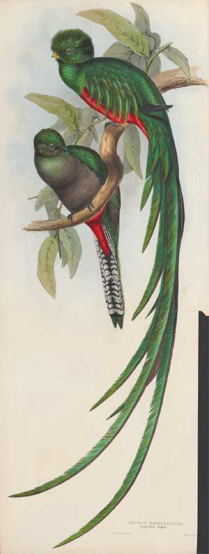 Quetzal resplendissant